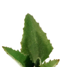 Load image into Gallery viewer, Succulent, 2in, Kalanchoe Beharensis Variegated - Floral Acres Greenhouse & Garden Centre