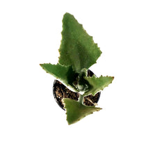 Load image into Gallery viewer, Succulent, 2in, Kalanchoe Beharensis Variegated - Floral Acres Greenhouse & Garden Centre