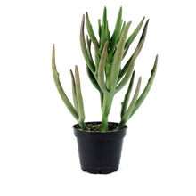 Load image into Gallery viewer, Succulent, 2in, Kalanchoe Kewensis - Floral Acres Greenhouse & Garden Centre