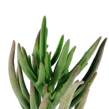 Load image into Gallery viewer, Succulent, 2in, Kalanchoe Kewensis - Floral Acres Greenhouse & Garden Centre