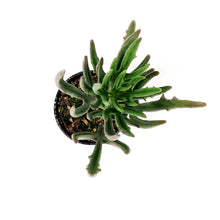 Load image into Gallery viewer, Succulent, 2in, Kalanchoe Kewensis - Floral Acres Greenhouse & Garden Centre