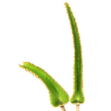 Load image into Gallery viewer, Succulent, 2in, Kalanchoe Octopus