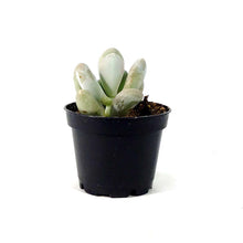 Load image into Gallery viewer, Succulent, 2in, Pachyphytum Blue Haze - Floral Acres Greenhouse & Garden Centre