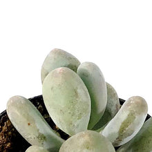 Load image into Gallery viewer, Succulent, 2in, Pachyphytum Blue Haze - Floral Acres Greenhouse & Garden Centre