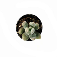 Load image into Gallery viewer, Succulent, 2in, Pachyphytum Blue Haze - Floral Acres Greenhouse & Garden Centre