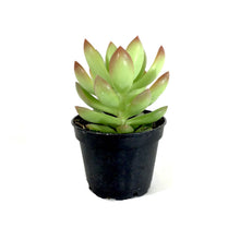 Load image into Gallery viewer, Succulent, 2in, Sedum Adolphii - Floral Acres Greenhouse & Garden Centre
