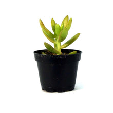 Load image into Gallery viewer, Succulent, 2in, Sedum Coppertone - Floral Acres Greenhouse & Garden Centre