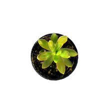 Load image into Gallery viewer, Succulent, 2in, Sedum Coppertone - Floral Acres Greenhouse & Garden Centre
