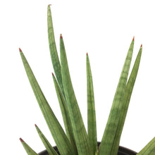 Load image into Gallery viewer, Sansevieria, 8in, Bob - Floral Acres Greenhouse & Garden Centre