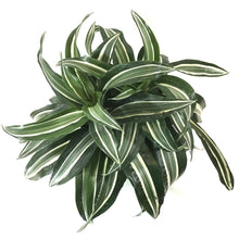 Load image into Gallery viewer, Dracaena, 8in, Jade Jewel