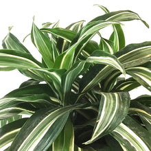 Load image into Gallery viewer, Dracaena, 8in, Jade Jewel