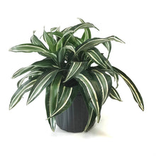 Load image into Gallery viewer, Dracaena, 8in, Jade Jewel