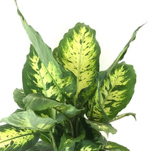 Load image into Gallery viewer, Dieffenbachia, 8in, Splash - Floral Acres Greenhouse & Garden Centre