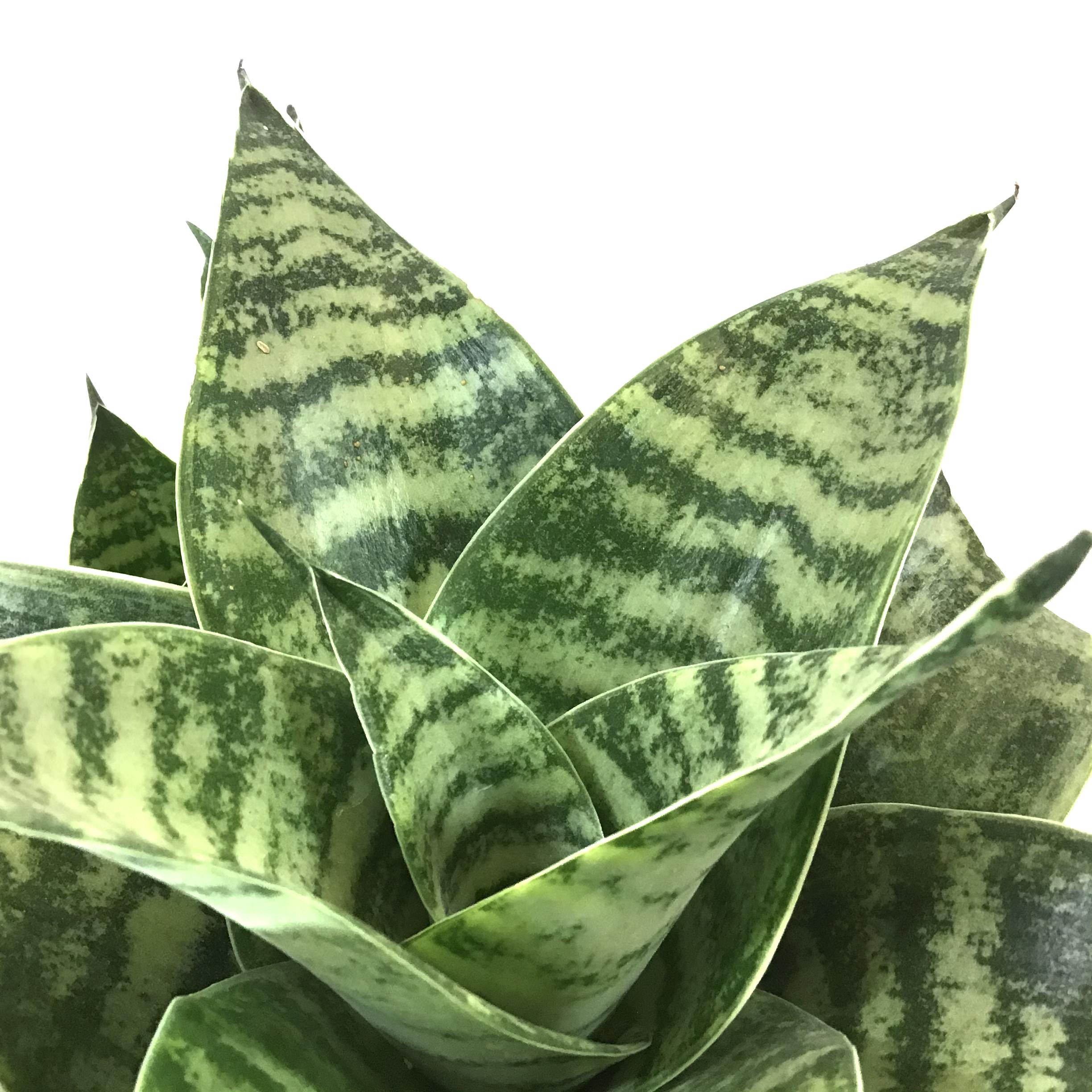 sansevieria parva gilt edge Sansevieria, 6in, Hahnii Gilt Edge