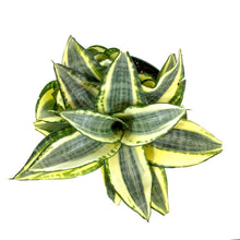 Load image into Gallery viewer, Sansevieria, 6in, Hahnii Golden - Floral Acres Greenhouse & Garden Centre
