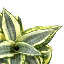 Load image into Gallery viewer, Sansevieria, 6in, Hahnii Golden - Floral Acres Greenhouse & Garden Centre