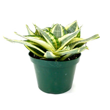 Load image into Gallery viewer, Sansevieria, 6in, Hahnii Golden - Floral Acres Greenhouse & Garden Centre