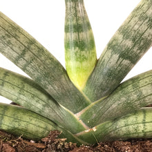 Load image into Gallery viewer, Sansevieria, 6in, Boncel - Floral Acres Greenhouse & Garden Centre