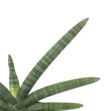Load image into Gallery viewer, Sansevieria, 6in, Boncel - Floral Acres Greenhouse & Garden Centre