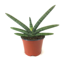 Load image into Gallery viewer, Sansevieria, 6in, Boncel - Floral Acres Greenhouse & Garden Centre
