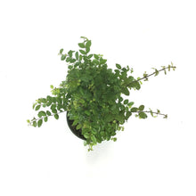 Load image into Gallery viewer, Bonsai, 6in, Sageretia Theezans Stump - Floral Acres Greenhouse & Garden Centre