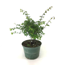 Load image into Gallery viewer, Bonsai, 6in, Sageretia Theezans Stump - Floral Acres Greenhouse & Garden Centre