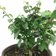Load image into Gallery viewer, Bonsai, 6in, Parrot's Beak - Floral Acres Greenhouse & Garden Centre