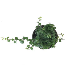 Load image into Gallery viewer, Bonsai, 6in, Parrot's Beak - Floral Acres Greenhouse & Garden Centre