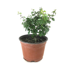 Load image into Gallery viewer, Bonsai, 6in, Parrot's Beak - Floral Acres Greenhouse & Garden Centre