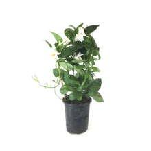 Load image into Gallery viewer, Mandevilla, 6in, White Bamboo Hoop - Floral Acres Greenhouse & Garden Centre