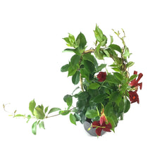 Load image into Gallery viewer, Mandevilla, 6in, Red Bamboo Hoop - Floral Acres Greenhouse & Garden Centre
