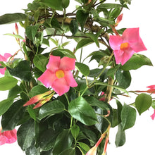 Load image into Gallery viewer, Mandevilla, 6in, Pink Bamboo Hoop - Floral Acres Greenhouse & Garden Centre