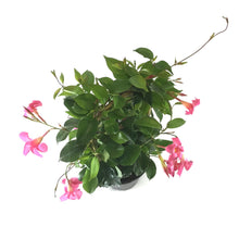 Load image into Gallery viewer, Mandevilla, 6in, Pink Bamboo Hoop - Floral Acres Greenhouse & Garden Centre