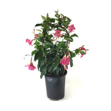 Load image into Gallery viewer, Mandevilla, 6in, Pink Bamboo Hoop - Floral Acres Greenhouse & Garden Centre