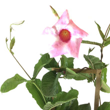 Load image into Gallery viewer, Mandevilla, 6in, Alice Du Pont - Floral Acres Greenhouse & Garden Centre