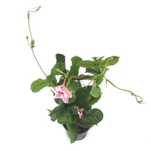 Load image into Gallery viewer, Mandevilla, 6in, Alice Du Pont - Floral Acres Greenhouse & Garden Centre