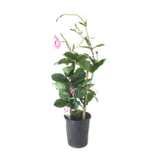 Load image into Gallery viewer, Mandevilla, 6in, Alice Du Pont - Floral Acres Greenhouse & Garden Centre