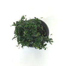 Load image into Gallery viewer, Bonsai, 6in, Fukein Tea - Floral Acres Greenhouse & Garden Centre