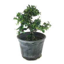 Load image into Gallery viewer, Bonsai, 6in, Fukein Tea - Floral Acres Greenhouse & Garden Centre