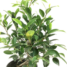 Load image into Gallery viewer, Bonsai, 6in, Ficus Retusa - Floral Acres Greenhouse & Garden Centre