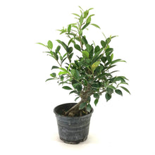 Load image into Gallery viewer, Bonsai, 6in, Ficus Retusa - Floral Acres Greenhouse & Garden Centre