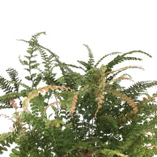 Load image into Gallery viewer, Fern, 6in, Maidenhair Ruby - Floral Acres Greenhouse & Garden Centre