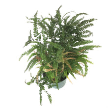 Load image into Gallery viewer, Fern, 6in, Maidenhair Ruby - Floral Acres Greenhouse & Garden Centre