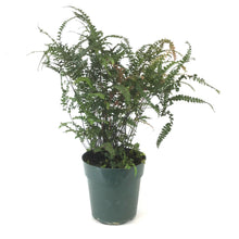 Load image into Gallery viewer, Fern, 6in, Maidenhair Ruby - Floral Acres Greenhouse & Garden Centre