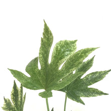 Load image into Gallery viewer, Fatsia, 6in, Japonica Spider Web Aralia - Floral Acres Greenhouse & Garden Centre