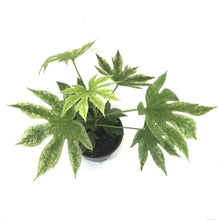 Load image into Gallery viewer, Fatsia, 6in, Japonica Spider Web Aralia - Floral Acres Greenhouse & Garden Centre