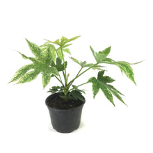 Load image into Gallery viewer, Fatsia, 6in, Japonica Spider Web Aralia - Floral Acres Greenhouse & Garden Centre