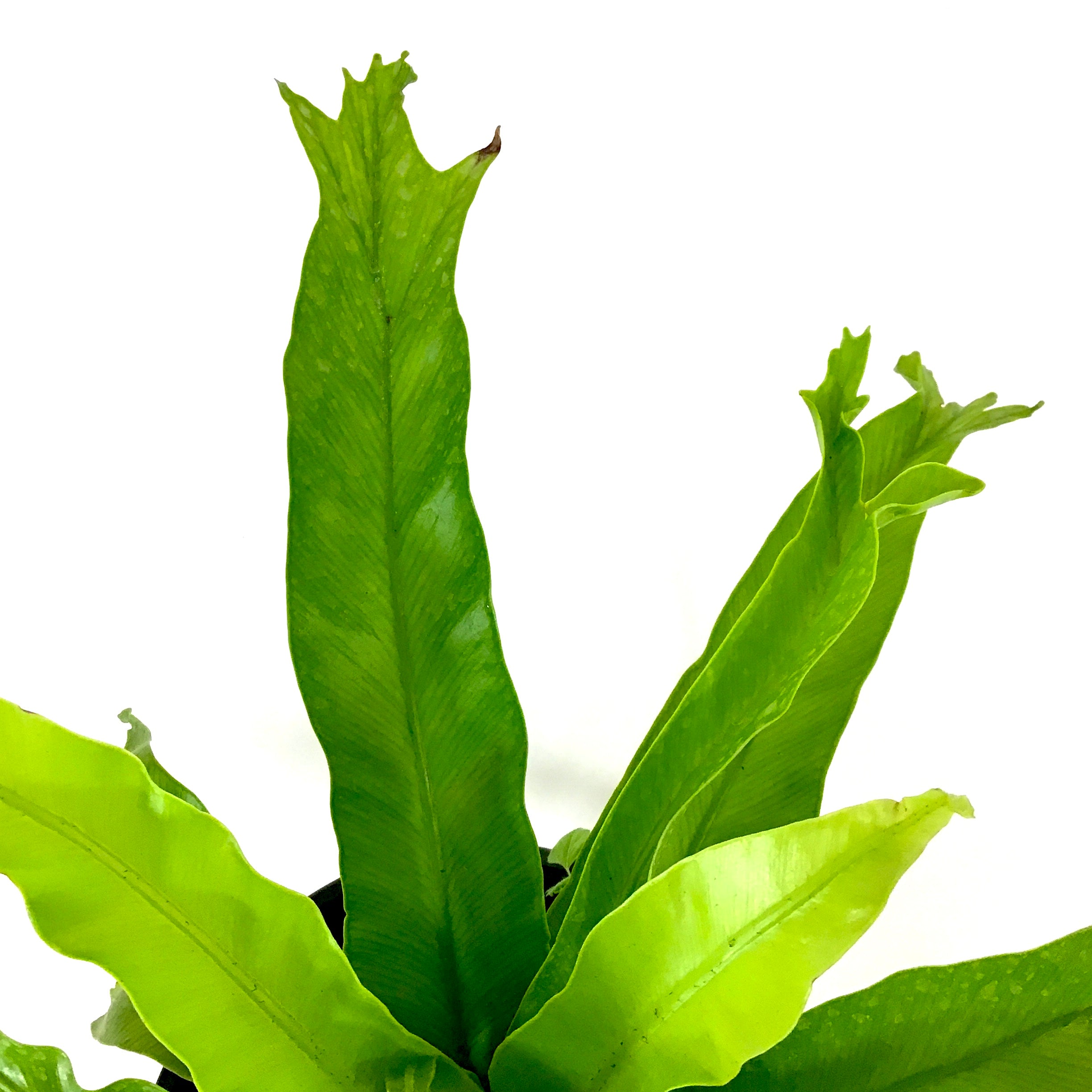 crested japanese bird's nest fern Fern, 6in, Crested Japanese Bird's Nest – Floral Acres Greenhouse & Garden  Centre