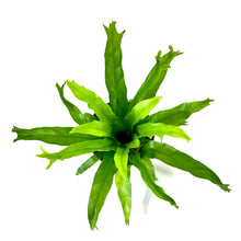 Load image into Gallery viewer, Fern, 6in, Crested Japanese Bird's Nest - Floral Acres Greenhouse & Garden Centre