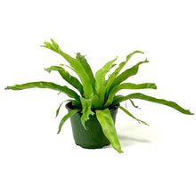 Load image into Gallery viewer, Fern, 6in, Crested Japanese Bird's Nest - Floral Acres Greenhouse & Garden Centre